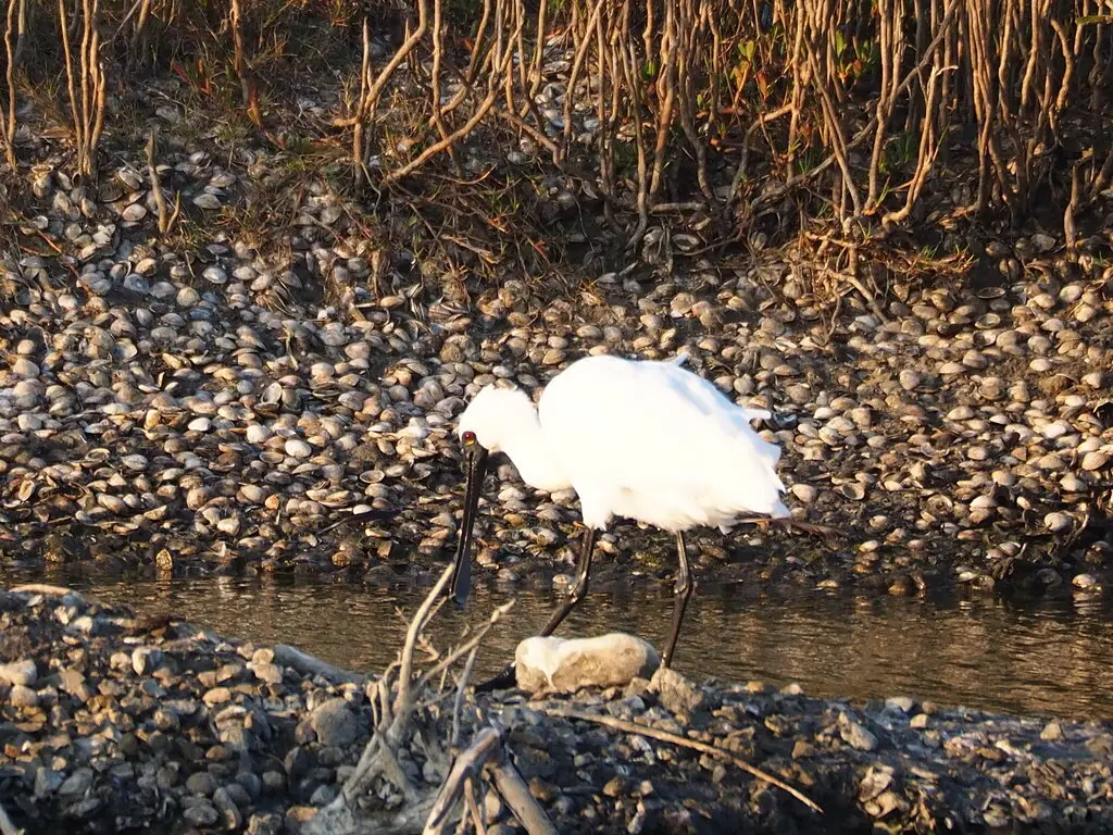 黑脸琵鹭(Platalea minor)