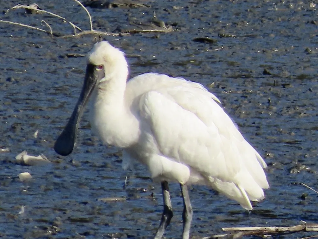 黑脸琵鹭(Platalea minor)
