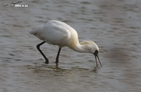 黑脸琵鹭(Platalea minor)