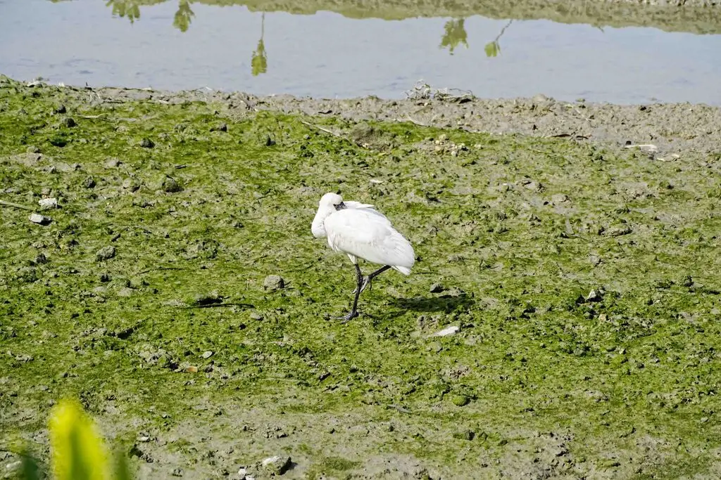 黑脸琵鹭(Platalea minor)