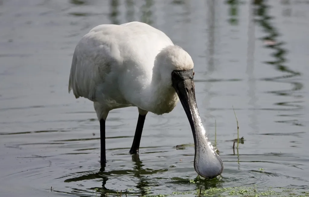 澳洲琵鹭(Platalea regia)