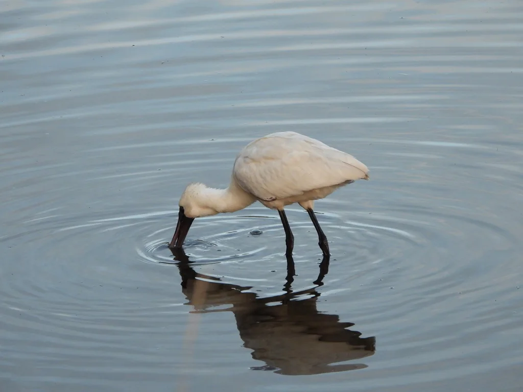 澳洲琵鹭(Platalea regia)
