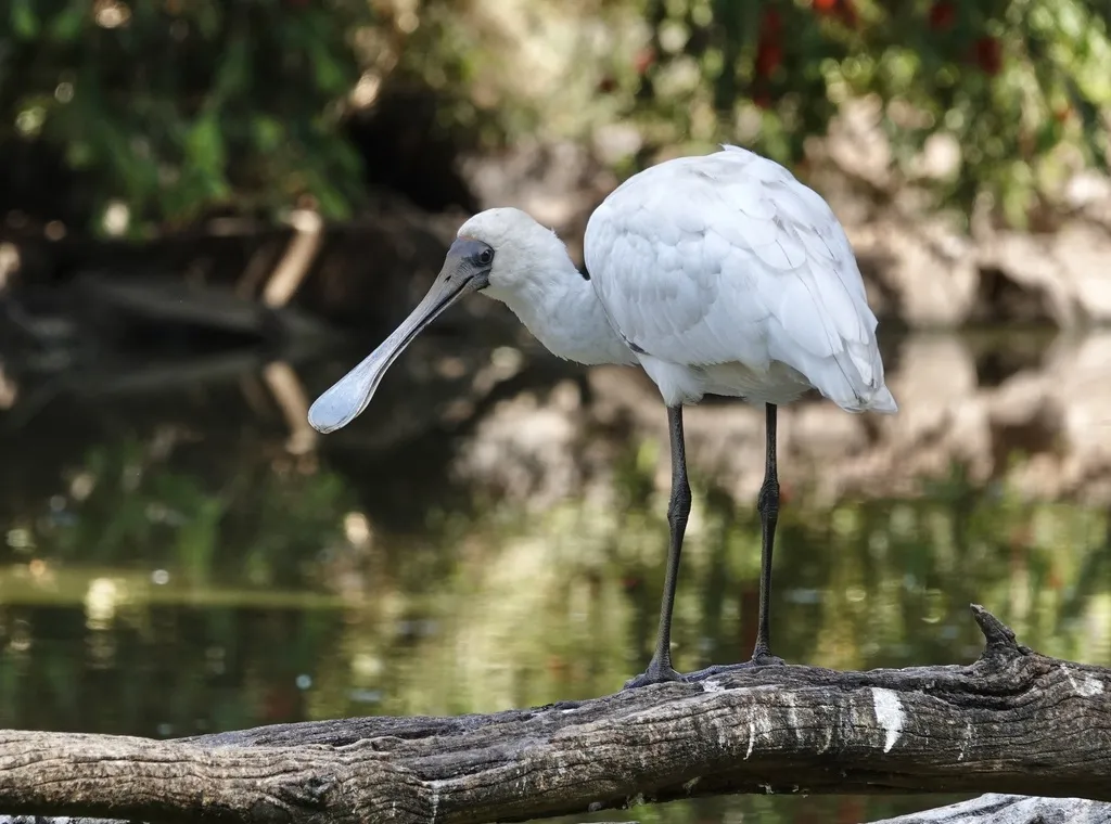 澳洲琵鹭(Platalea regia)