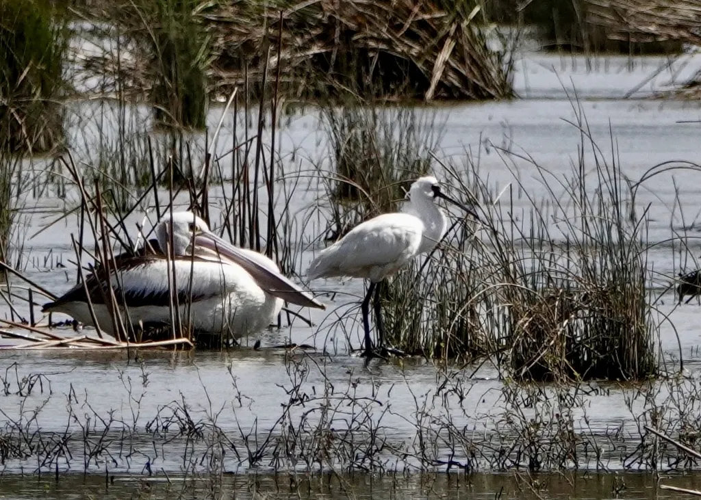 澳洲琵鹭(Platalea regia)