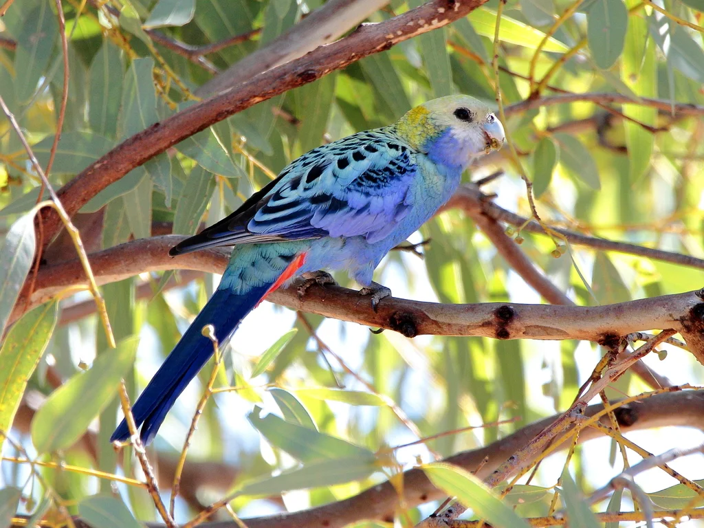 淡头玫瑰鹦鹉(Platycercus adscitus)
