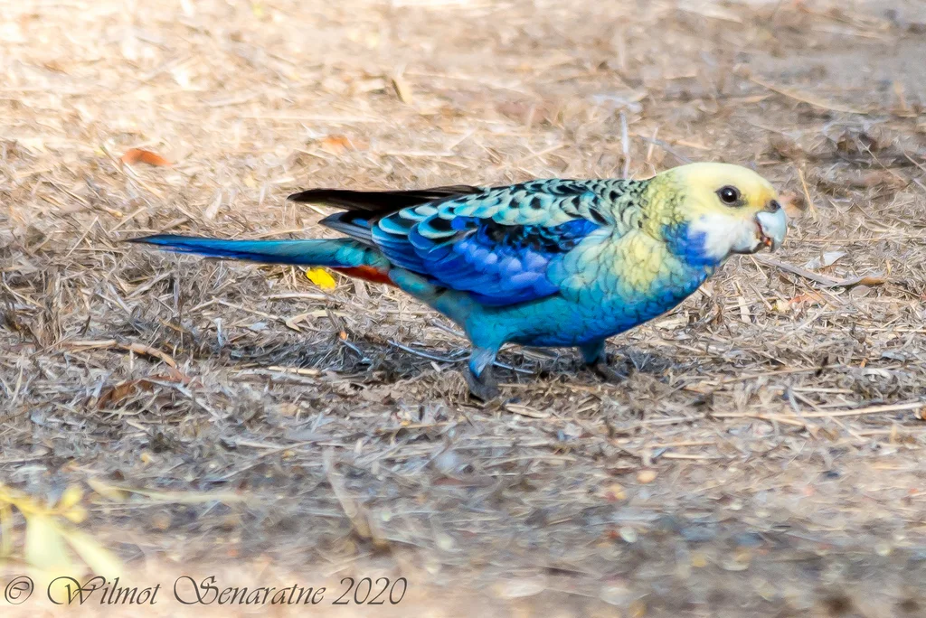 淡头玫瑰鹦鹉(Platycercus adscitus)