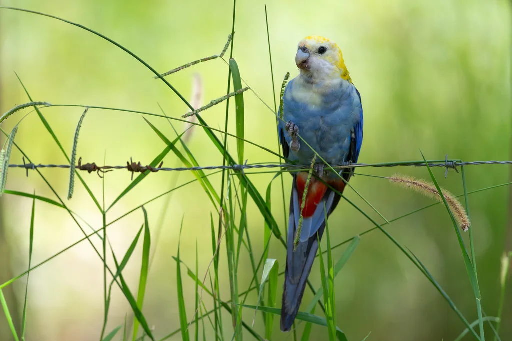 淡头玫瑰鹦鹉(Platycercus adscitus)