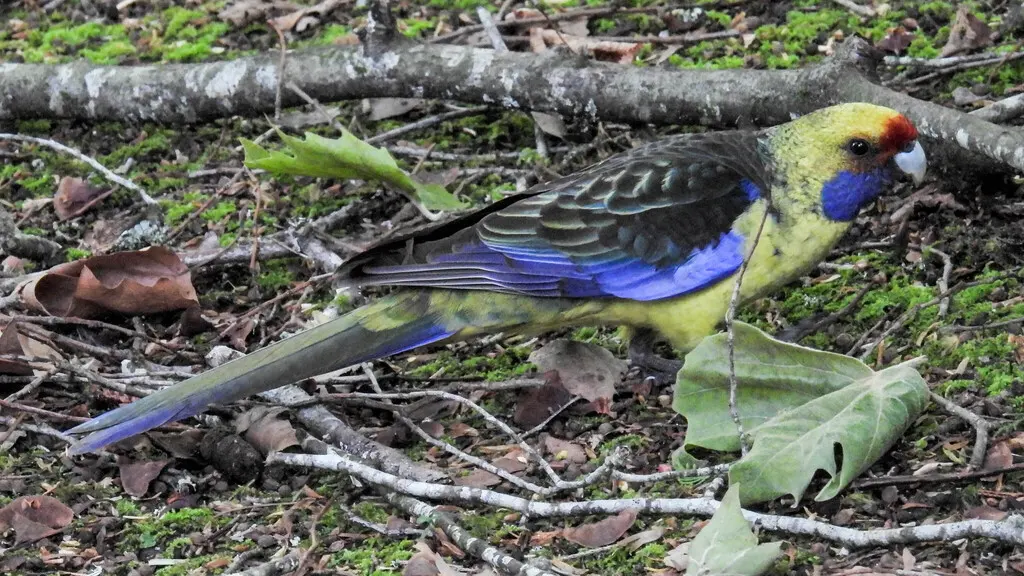 绿背玫瑰鹦鹉(Platycercus caledonicus)