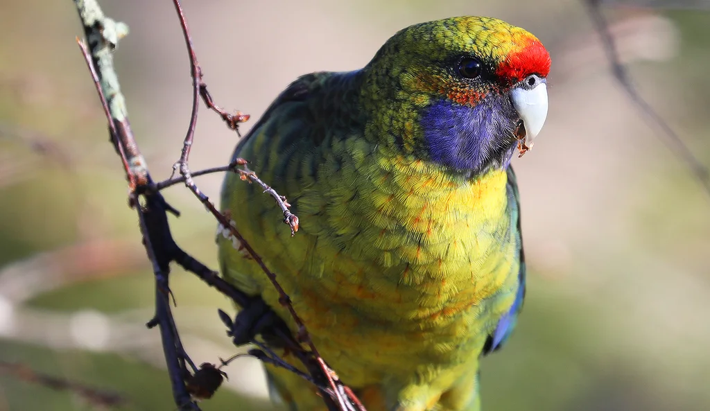 绿背玫瑰鹦鹉(Platycercus caledonicus)