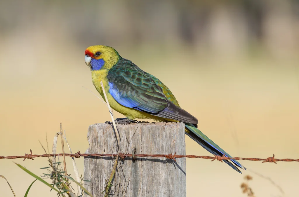 绿背玫瑰鹦鹉(Platycercus caledonicus)