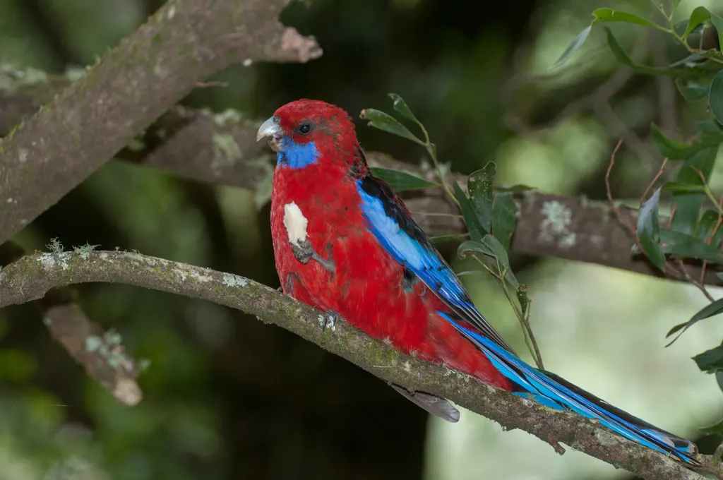 红玫瑰鹦鹉(Platycercus elegans)