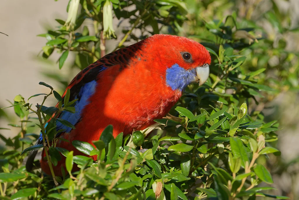 红玫瑰鹦鹉(Platycercus elegans)