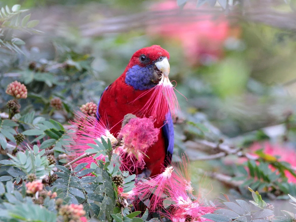 红玫瑰鹦鹉(Platycercus elegans)