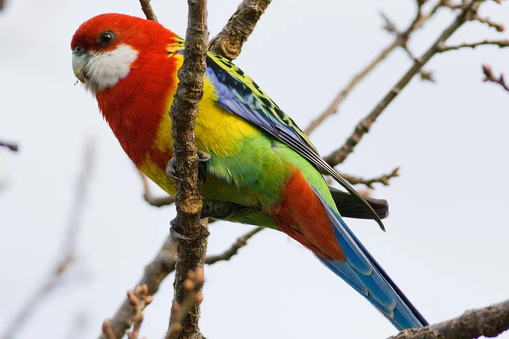 东澳玫瑰鹦鹉(Platycercus eximius)