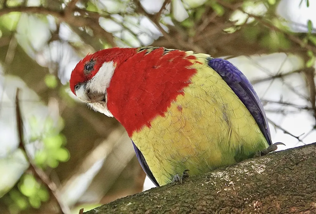 东澳玫瑰鹦鹉(Platycercus eximius)
