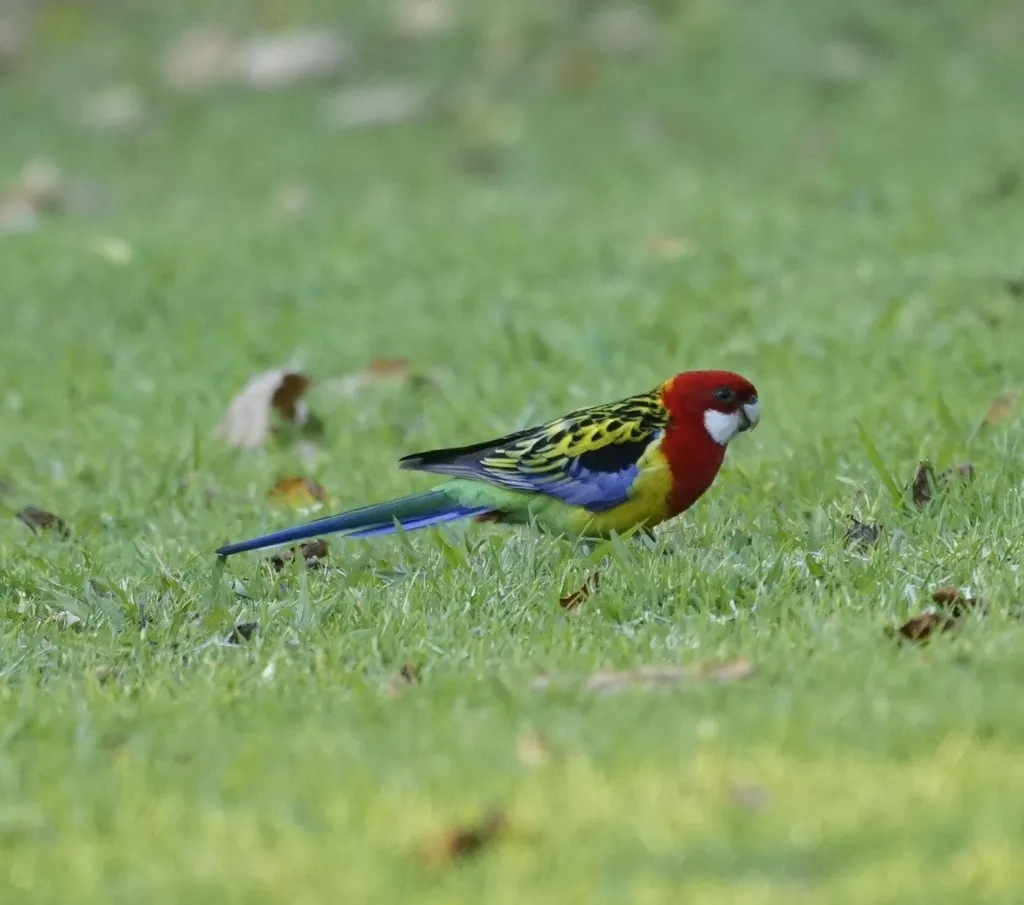 东澳玫瑰鹦鹉(Platycercus eximius)