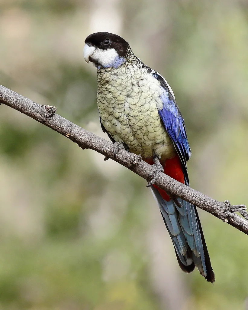 北澳玫瑰鹦鹉(Platycercus venustus)