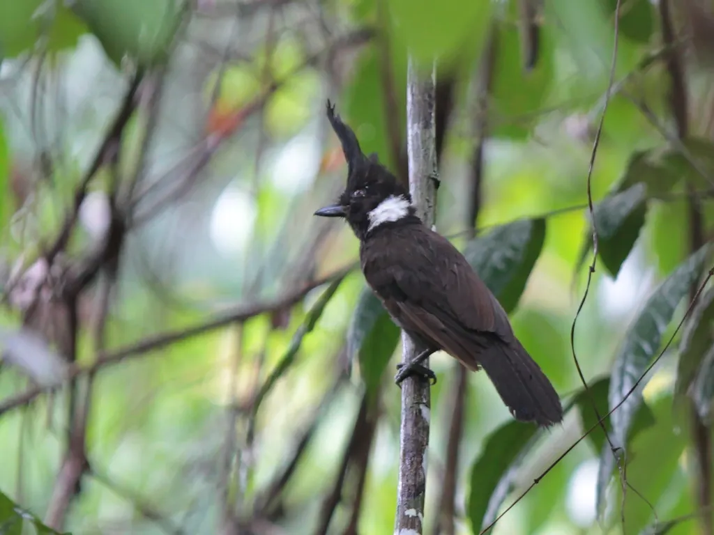 冠鸦(Platylophus galericulatus)