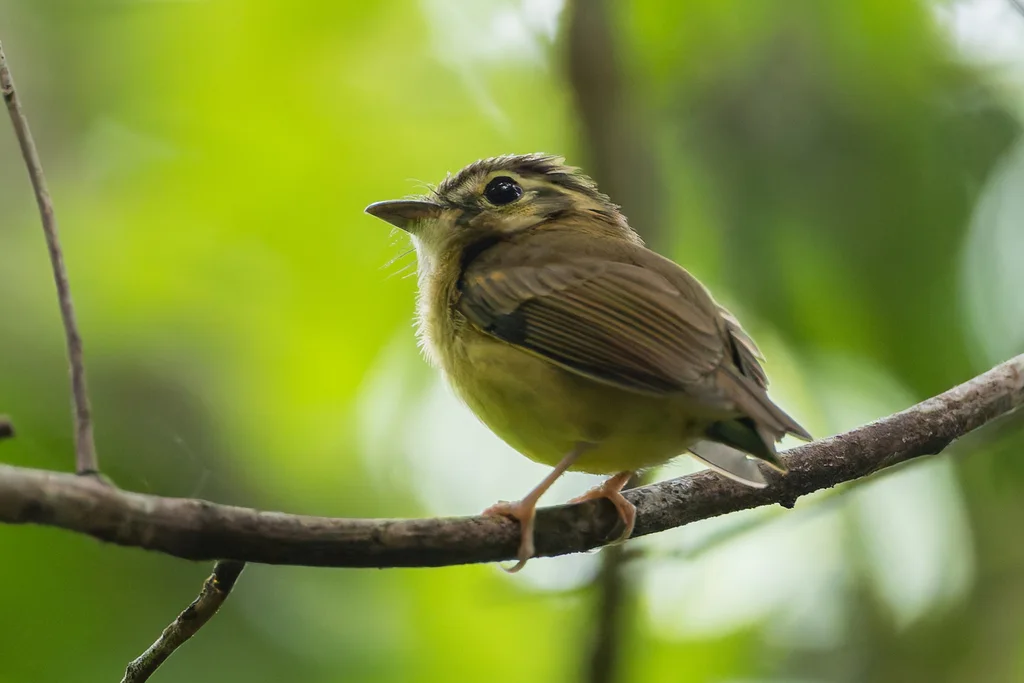 短尾铲嘴雀(Platyrinchus cancrominus)