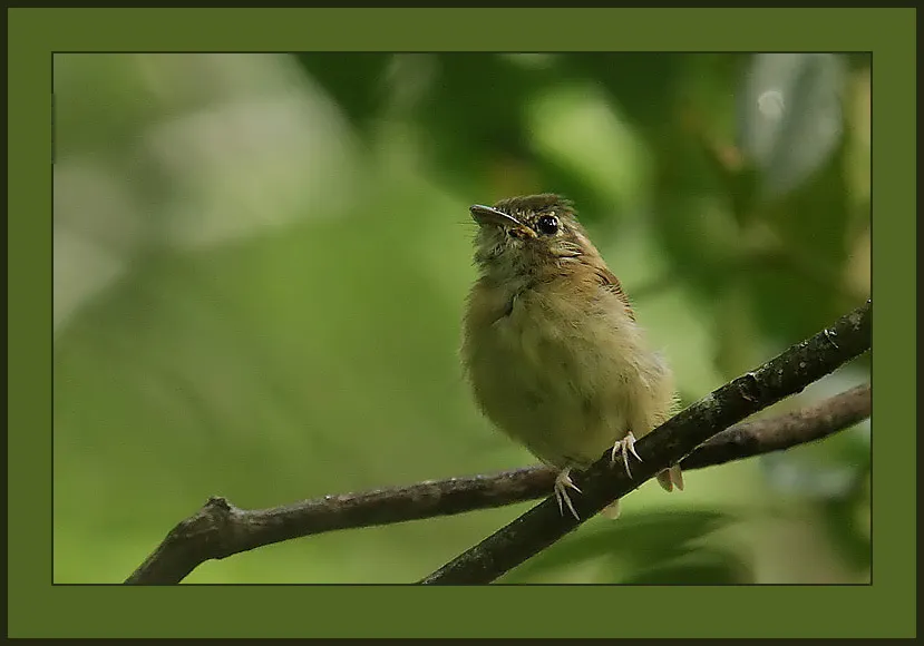 短尾铲嘴雀(Platyrinchus cancrominus)