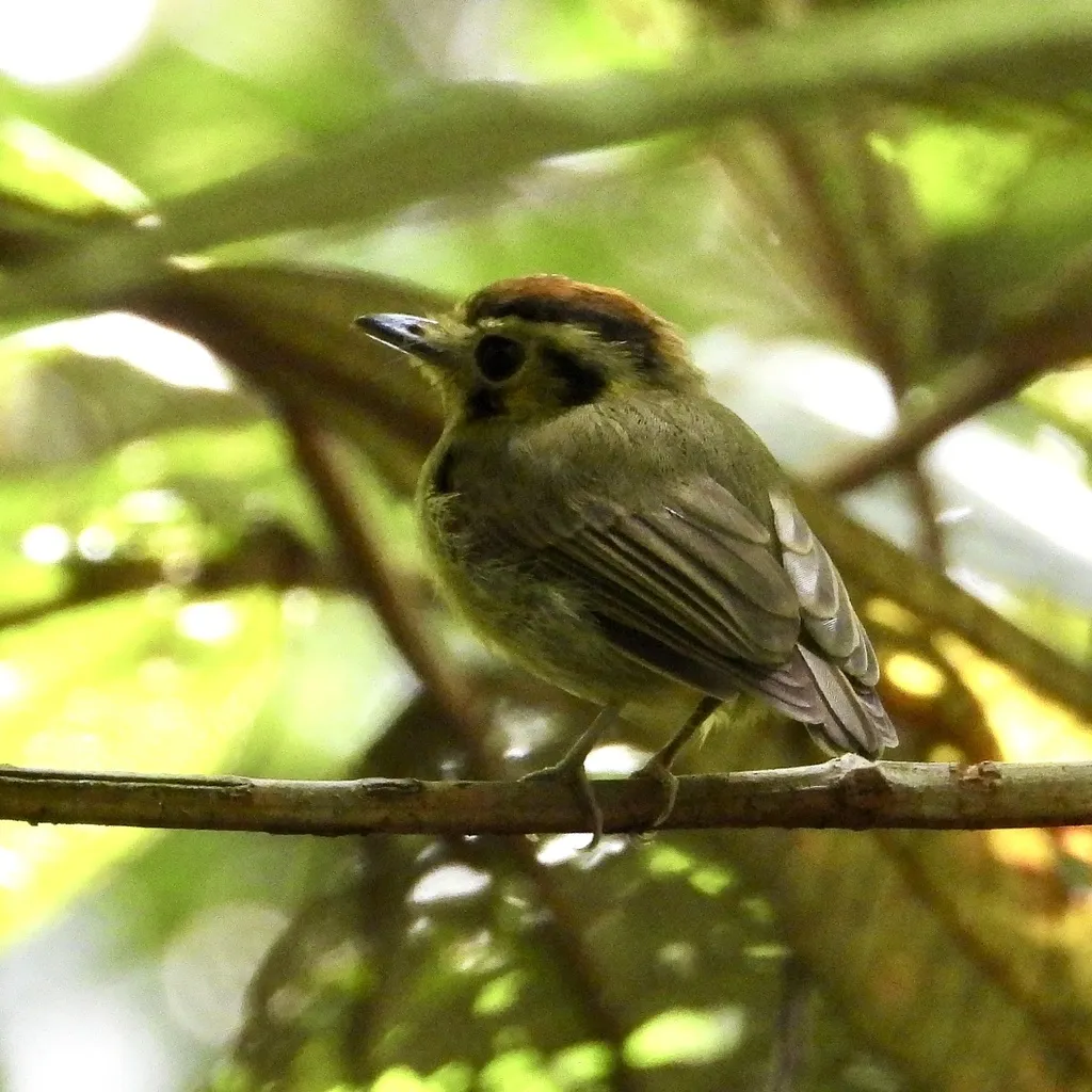 金冠铲嘴雀(Platyrinchus coronatus)