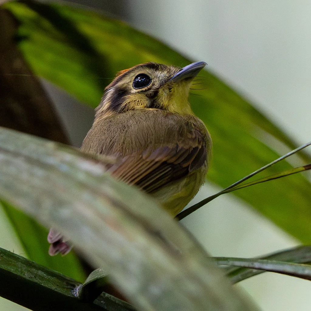 金冠铲嘴雀(Platyrinchus coronatus)