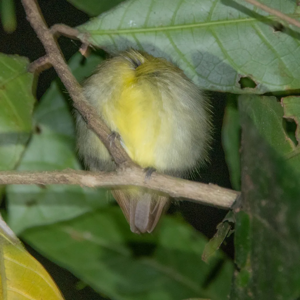 金冠铲嘴雀(Platyrinchus coronatus)