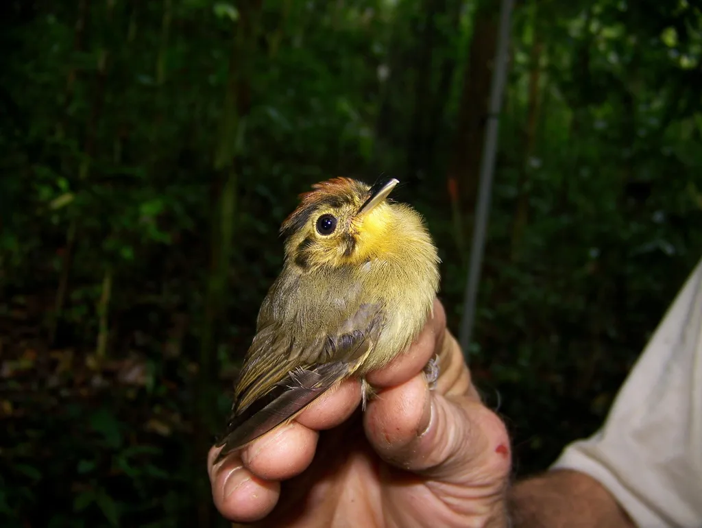 金冠铲嘴雀(Platyrinchus coronatus)