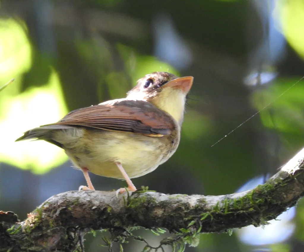 黄褐翅铲嘴雀(Platyrinchus leucoryphus)