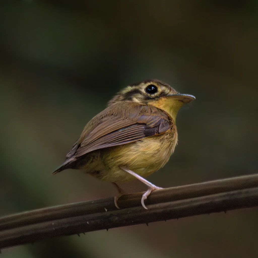 白喉铲嘴雀(Platyrinchus mystaceus)