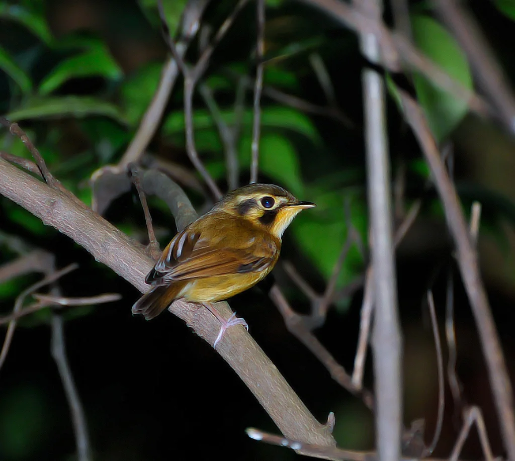 白喉铲嘴雀(Platyrinchus mystaceus)