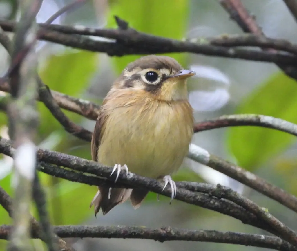 白喉铲嘴雀(Platyrinchus mystaceus)