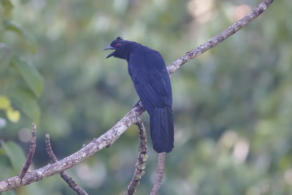 婆罗洲白翅鹊(Platysmurus aterrimus)