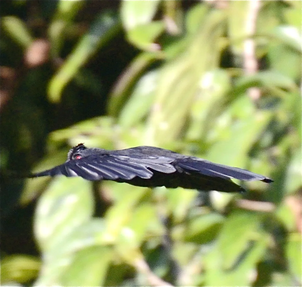 婆罗洲白翅鹊(Platysmurus aterrimus)