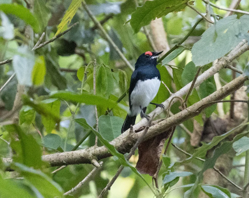巴门疣眼鹟(Platysteira laticincta)