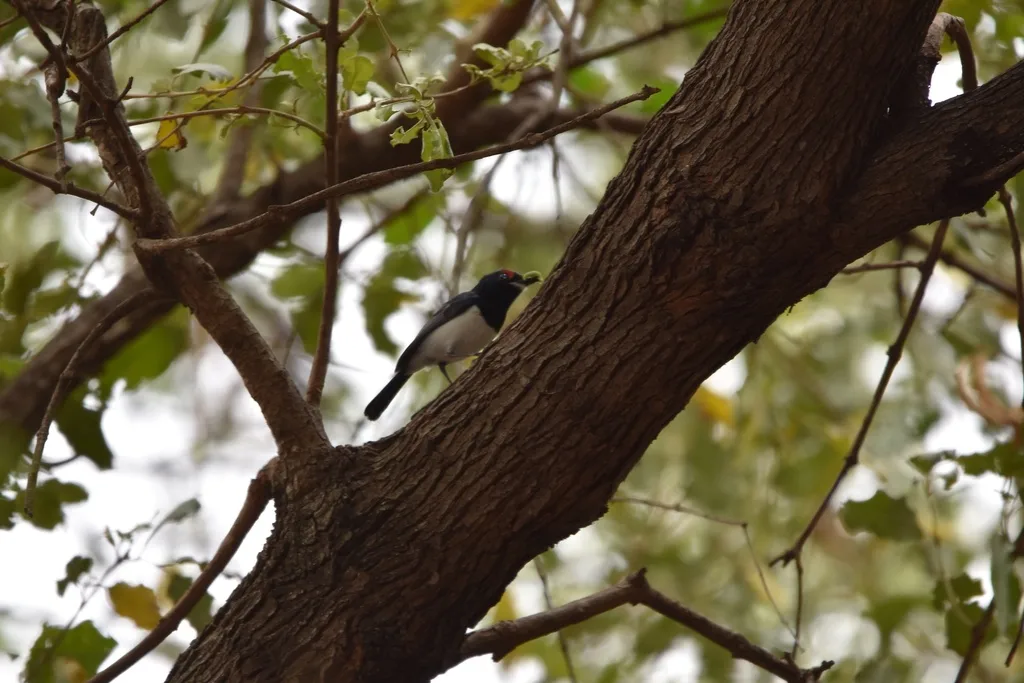 黑喉疣眼鹟(Platysteira peltata)