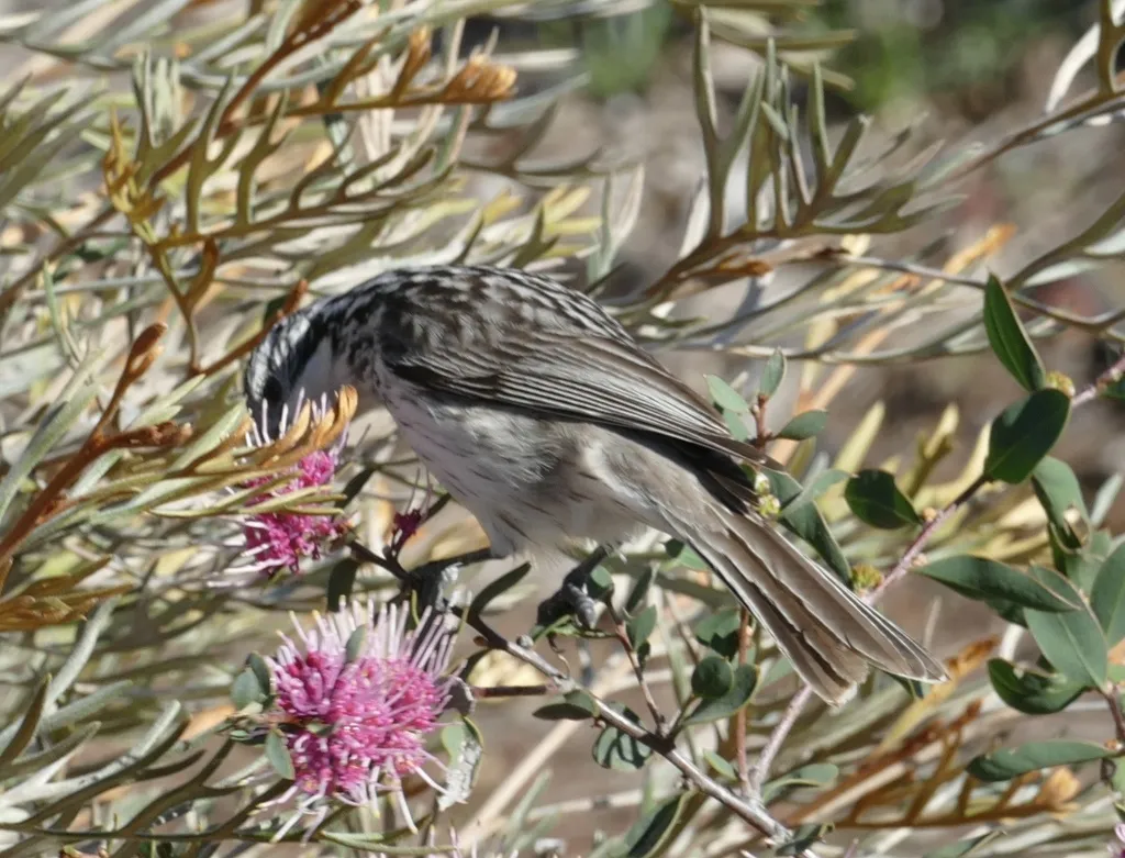 纵纹吸蜜鸟(Plectorhyncha lanceolata)