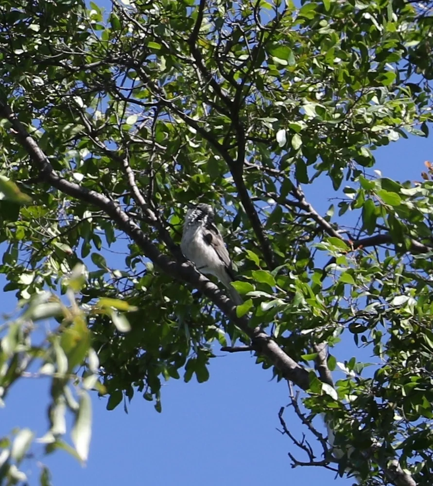 纵纹吸蜜鸟(Plectorhyncha lanceolata)