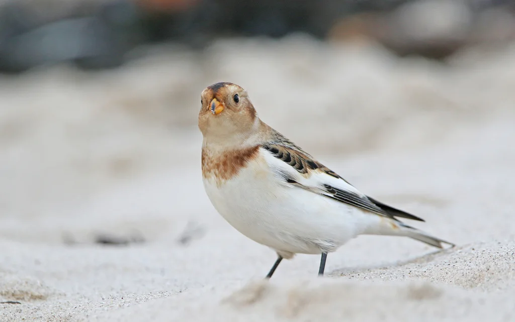 雪鹀(Plectrophenax nivalis)