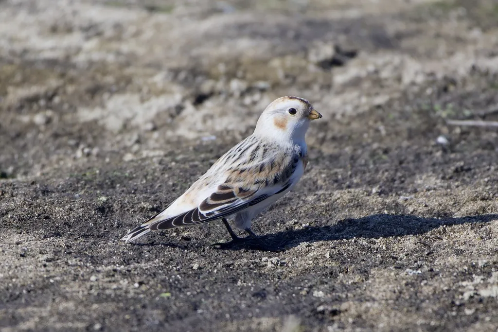 雪鹀(Plectrophenax nivalis)