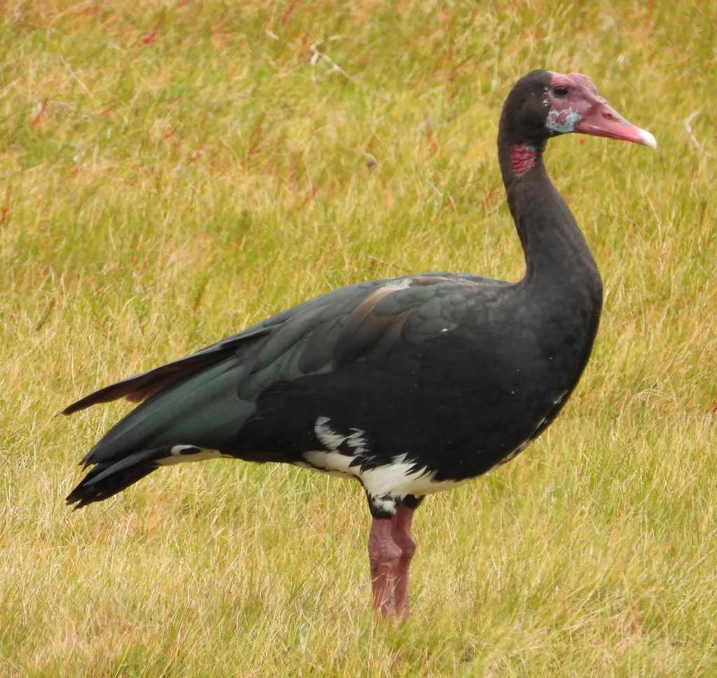 距翅雁(Plectropterus gambensis)