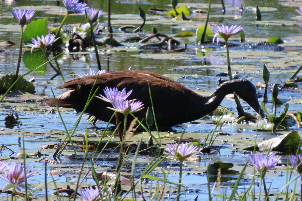 距翅雁(Plectropterus gambensis)