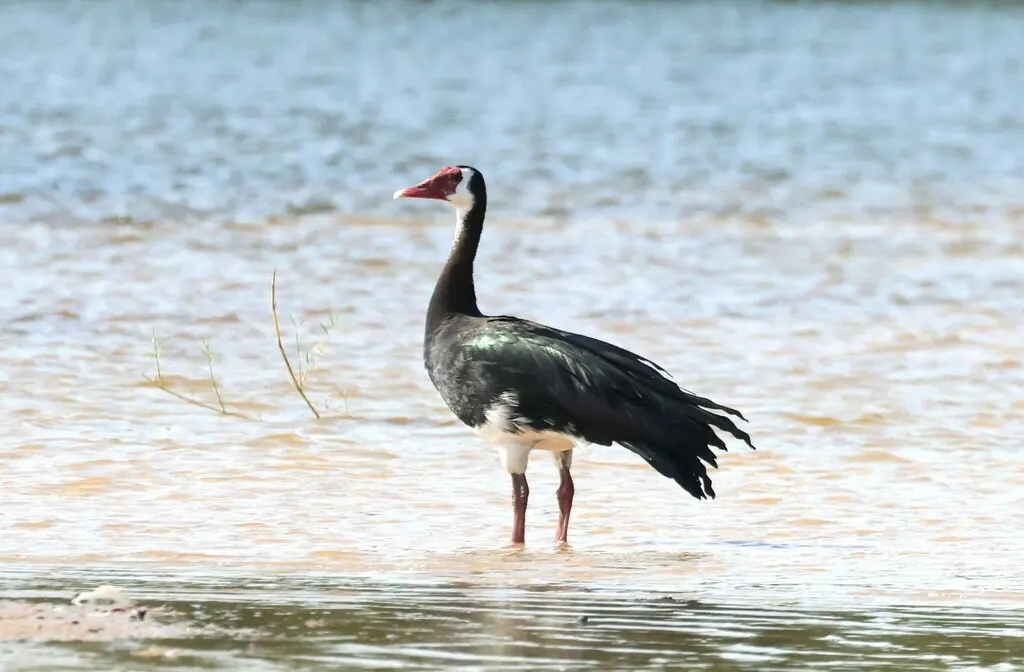 距翅雁(Plectropterus gambensis)