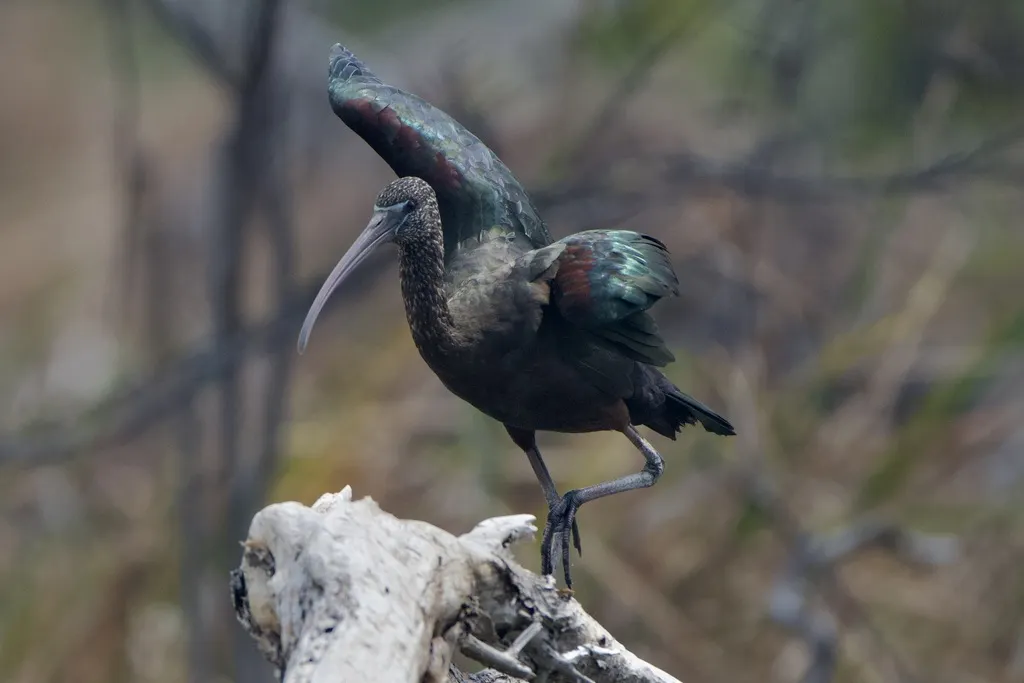 彩鹮(Plegadis falcinellus)