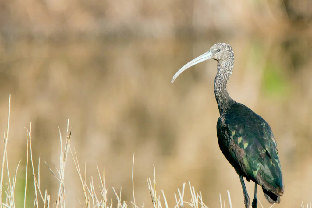 彩鹮(Plegadis falcinellus)
