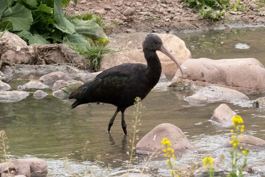 秘鲁彩鹮(Plegadis ridgwayi)