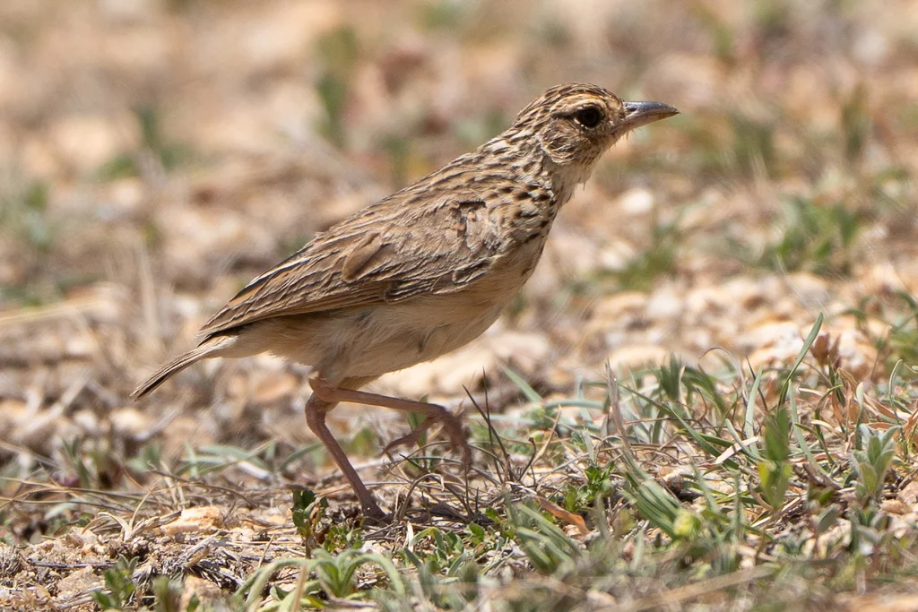 斯里兰卡歌百灵(Plocealauda affinis)