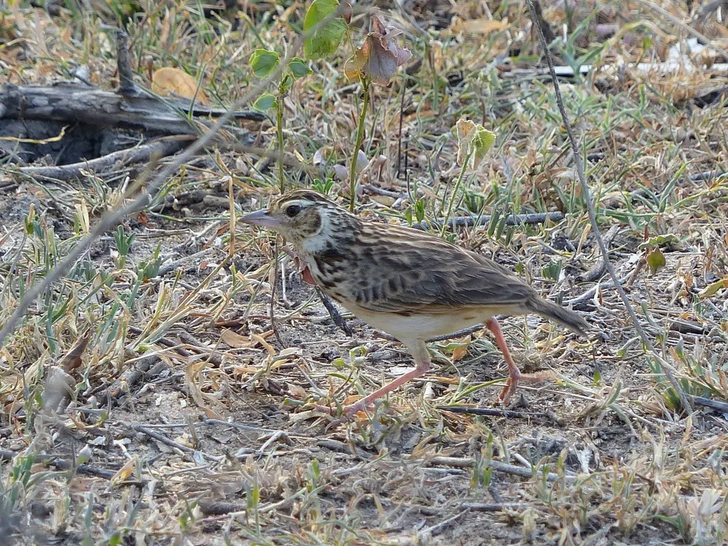 斯里兰卡歌百灵(Plocealauda affinis)