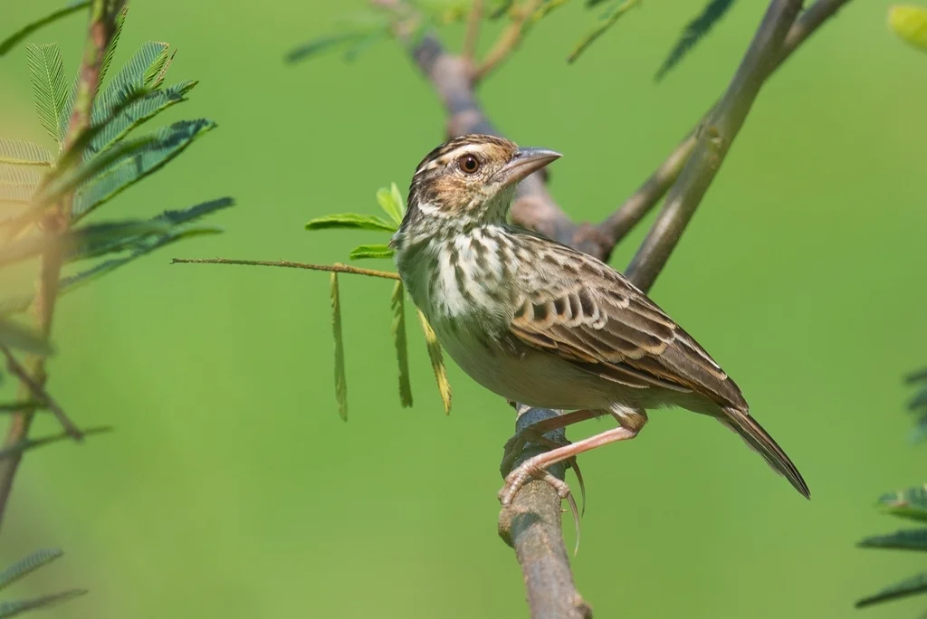 东洋歌百灵(Plocealauda erythrocephala)