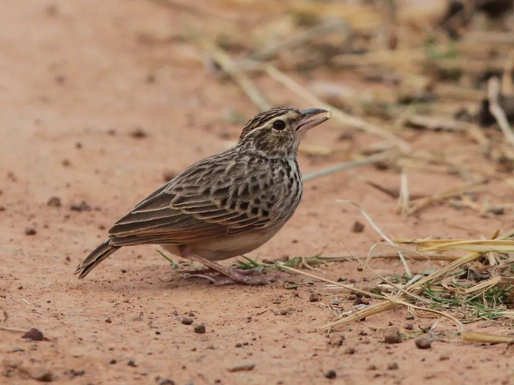 东洋歌百灵(Plocealauda erythrocephala)